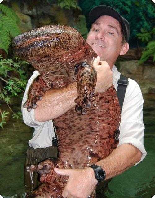 Самая большая в мире саламандра