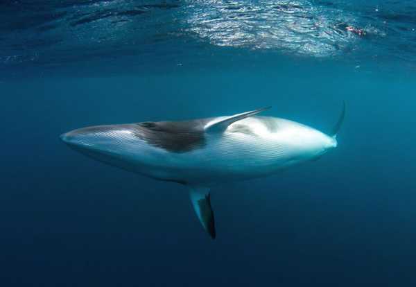 Самое большое животное в мире кит сам громадный а горло