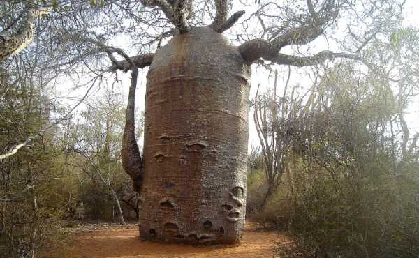 Самые необычные в мире деревья