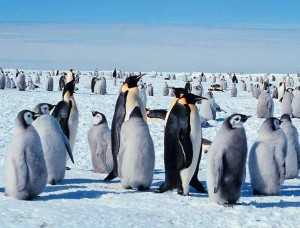 Самый большой пингвин в мире рост