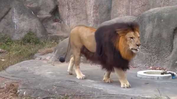 Самый крупный лев в мире